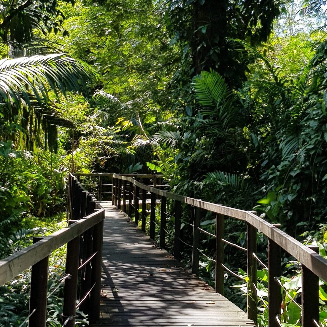 Regenwald Costa Rica