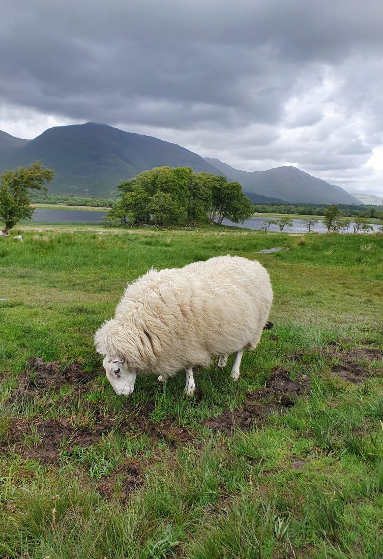 Schottische Schafe